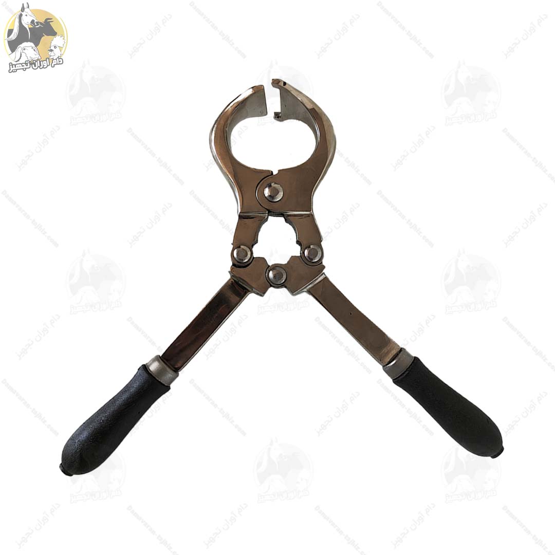 پنس-اخته-گاوی پنس اخته گاوی