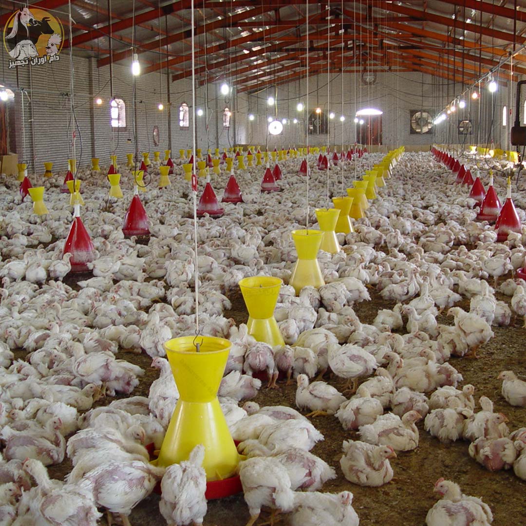 تجهیزات مرغداری
