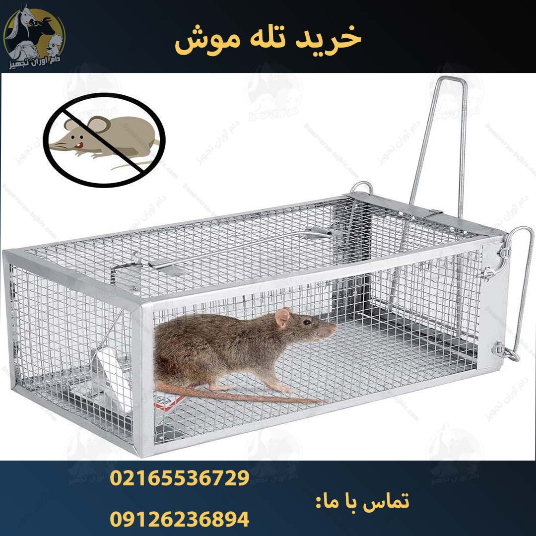 قیمت تله موش