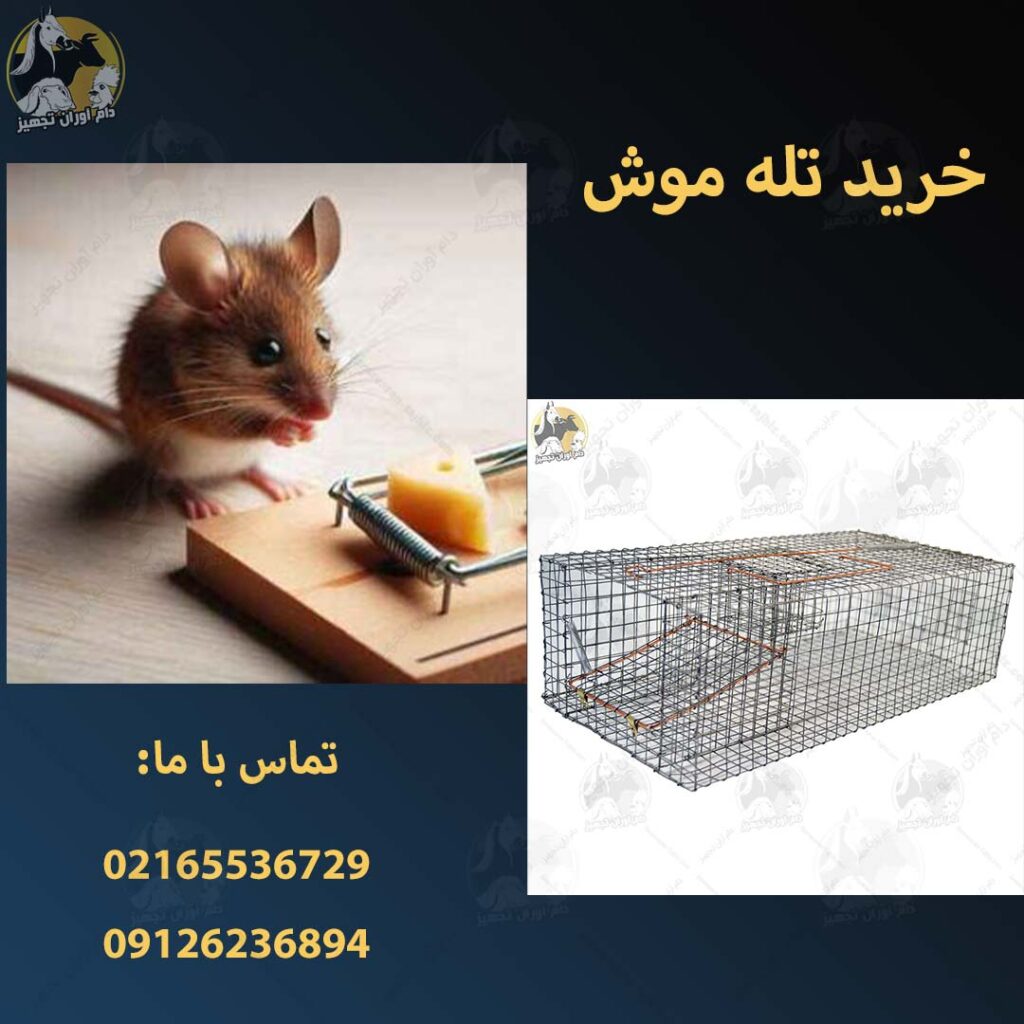 قیمت تله موش