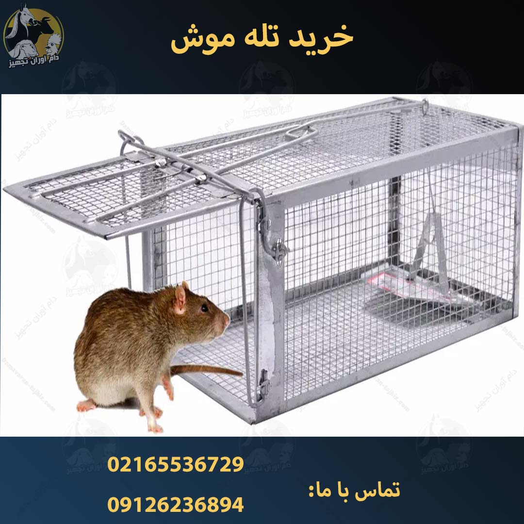 قیمت تله موش