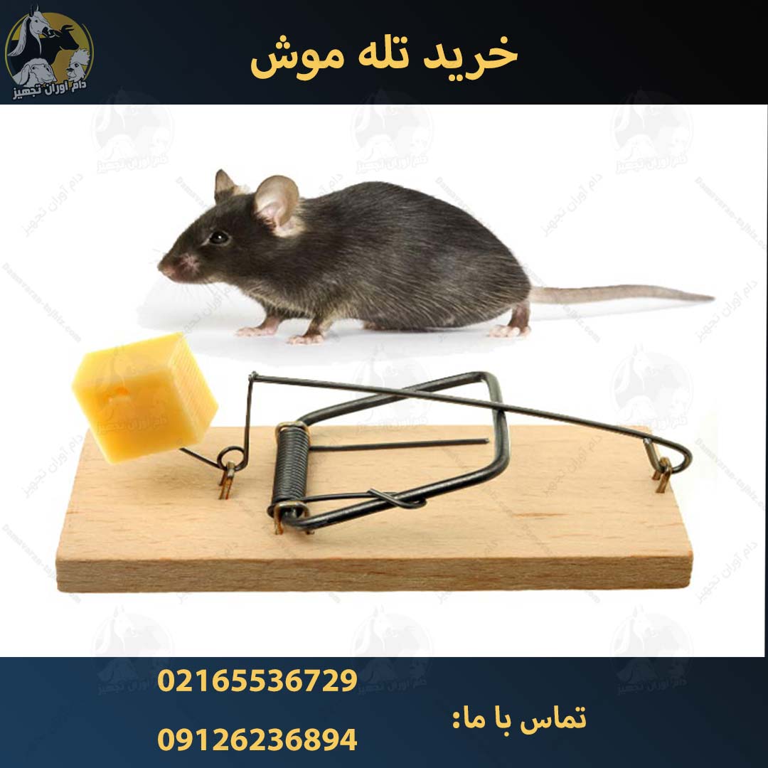 قیمت تله موش